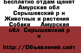 Бесплатно отдам щенят - Амурская обл., Серышевский р-н Животные и растения » Собаки   . Амурская обл.,Серышевский р-н